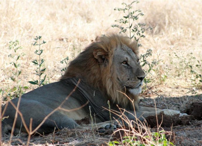 Löwe im Ruaha Nationalpark