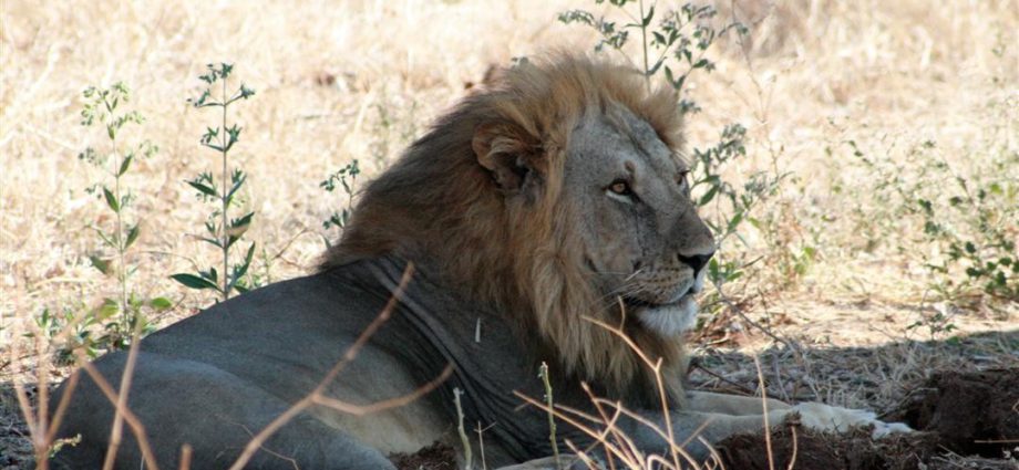 Löwe im Ruaha Nationalpark